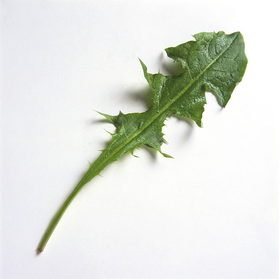 Fresh Dandelion Leaf