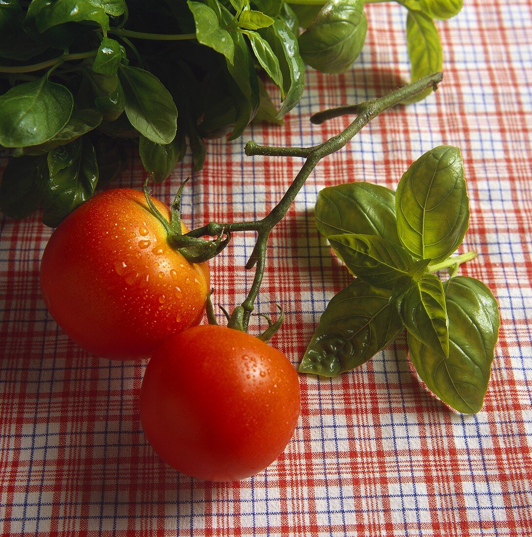 Stalk with two tomatoes; basil leaves