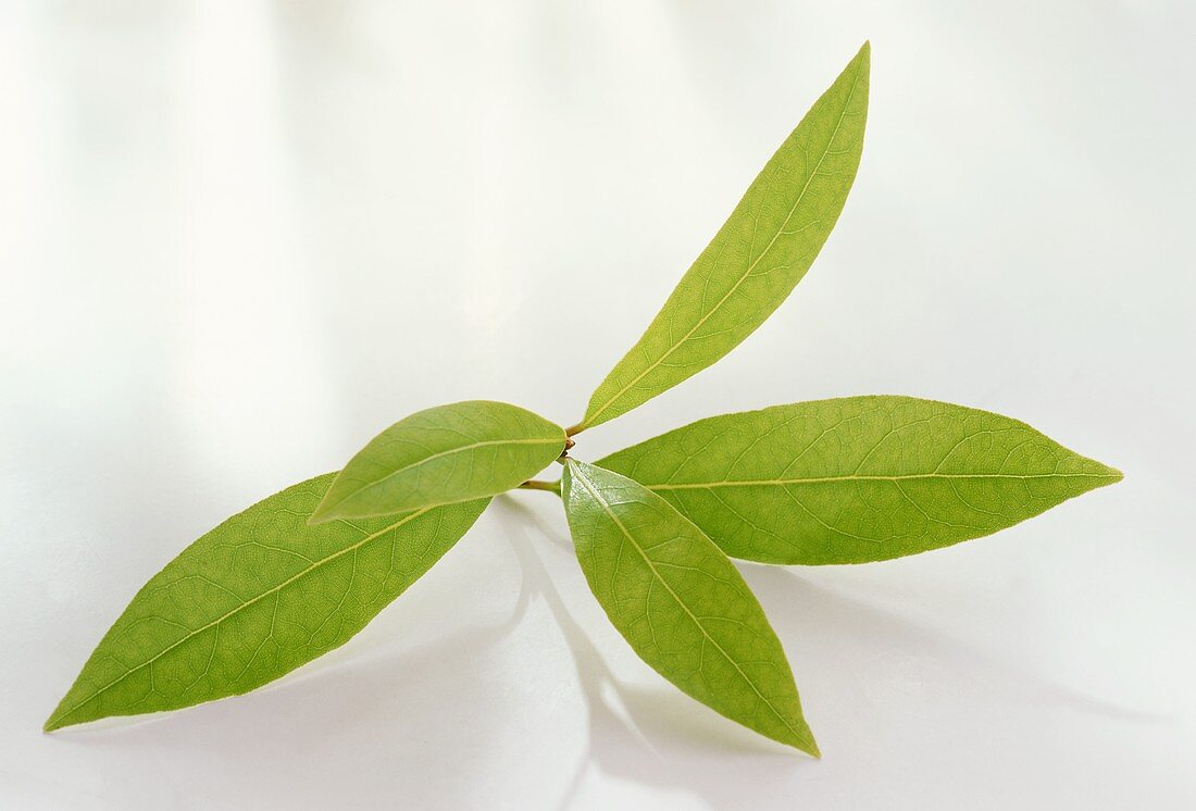 Bayleaves on the Branch