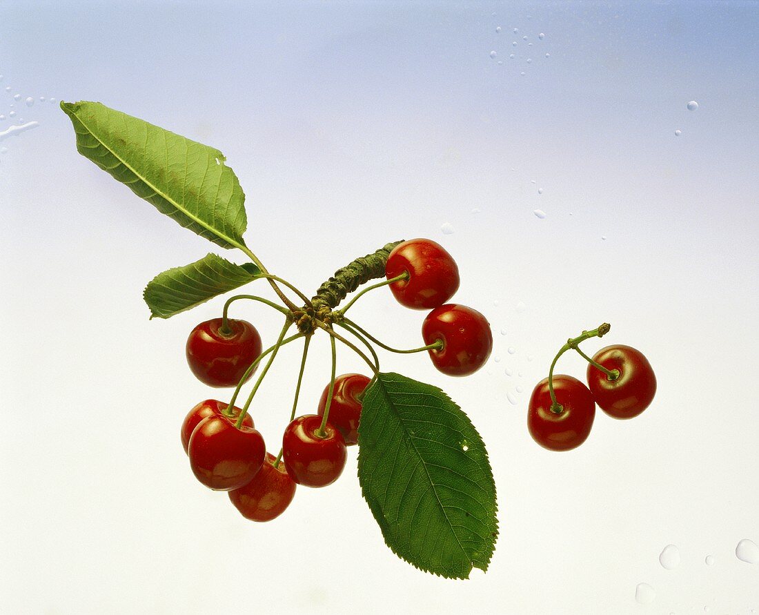 A few cherries on a piece of branch & a pair of cherries