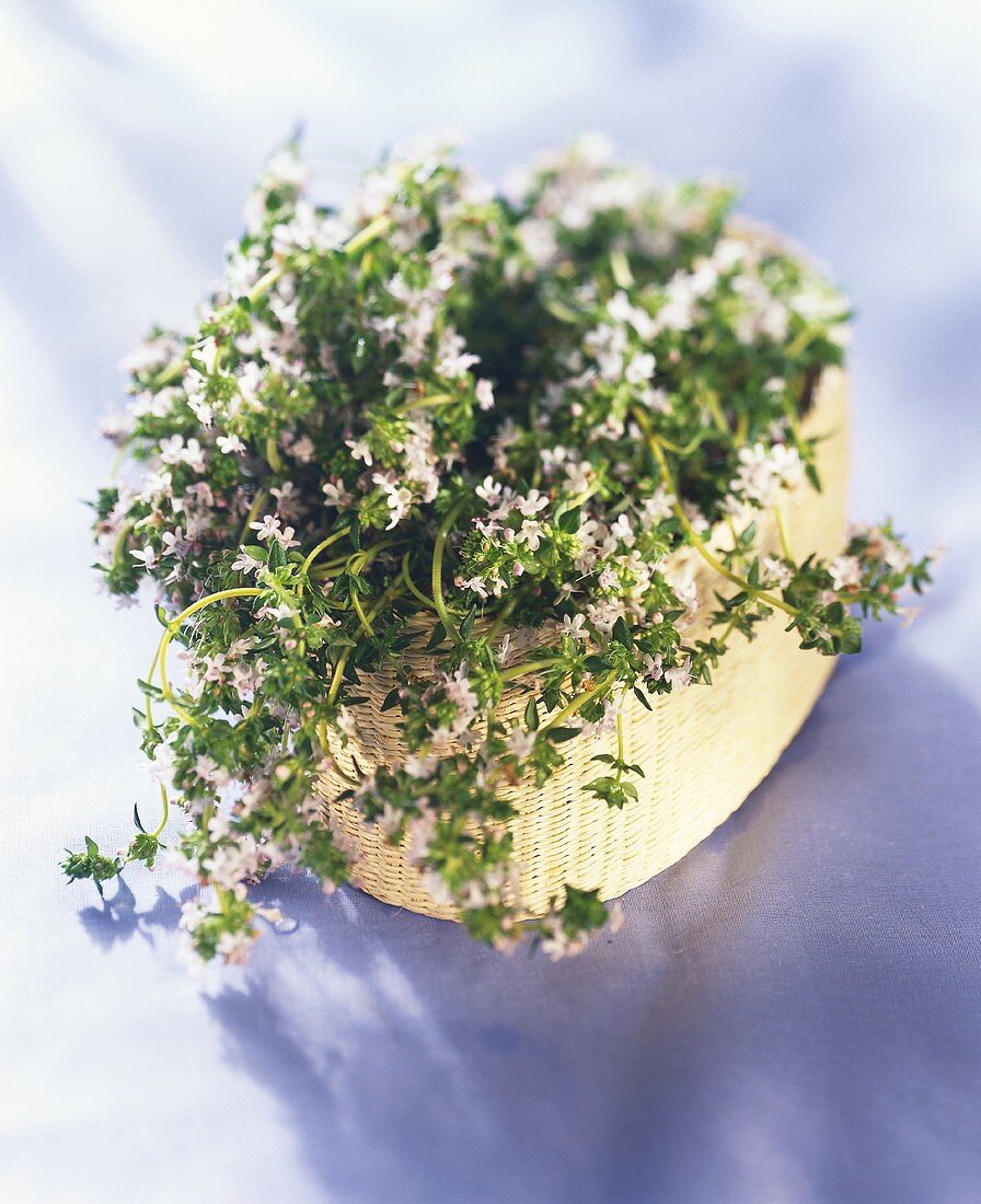 Thyme with flowers in a basket