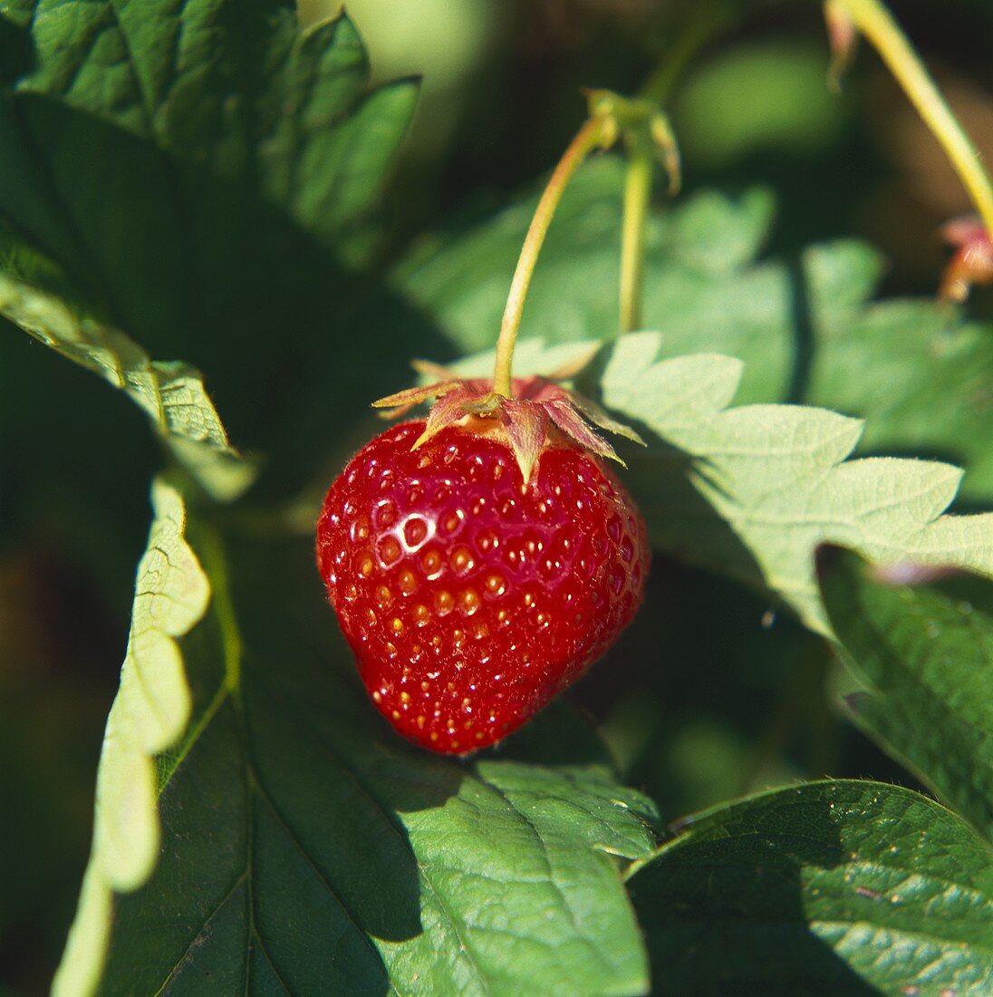 A strawberry on the plant in the sun