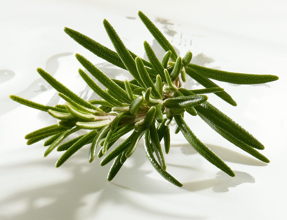 Two sprigs of fresh rosemary