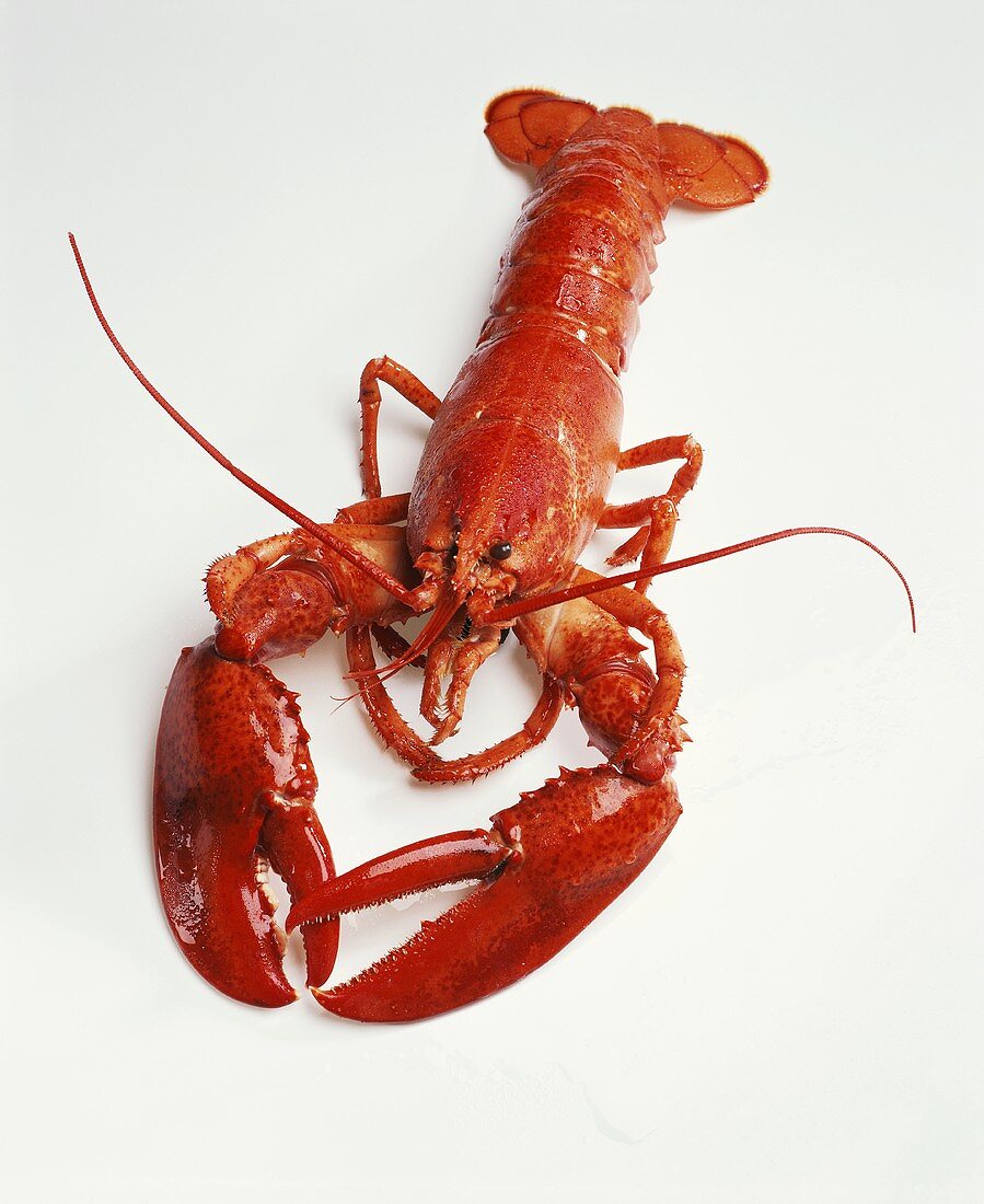 A boiled lobster