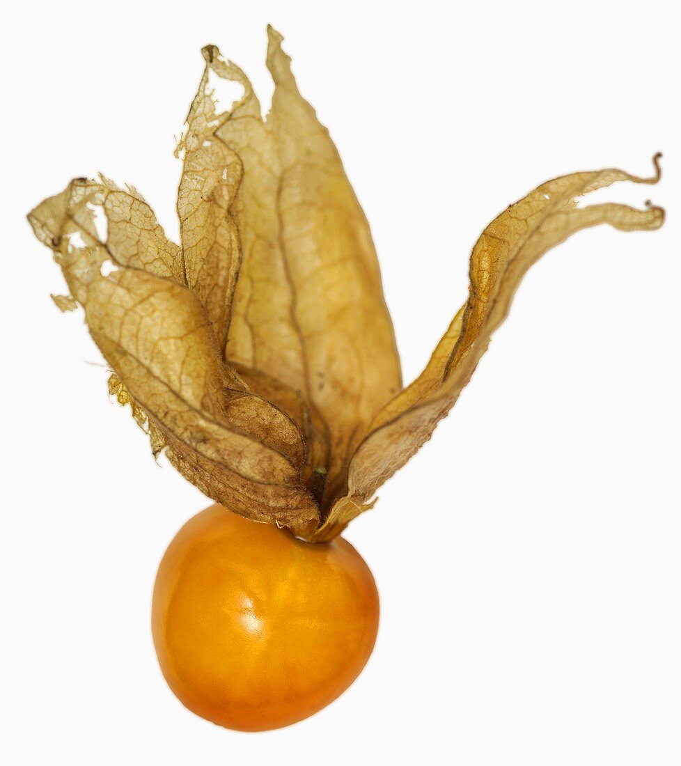 Eine Physalis (Nahaufnahme)