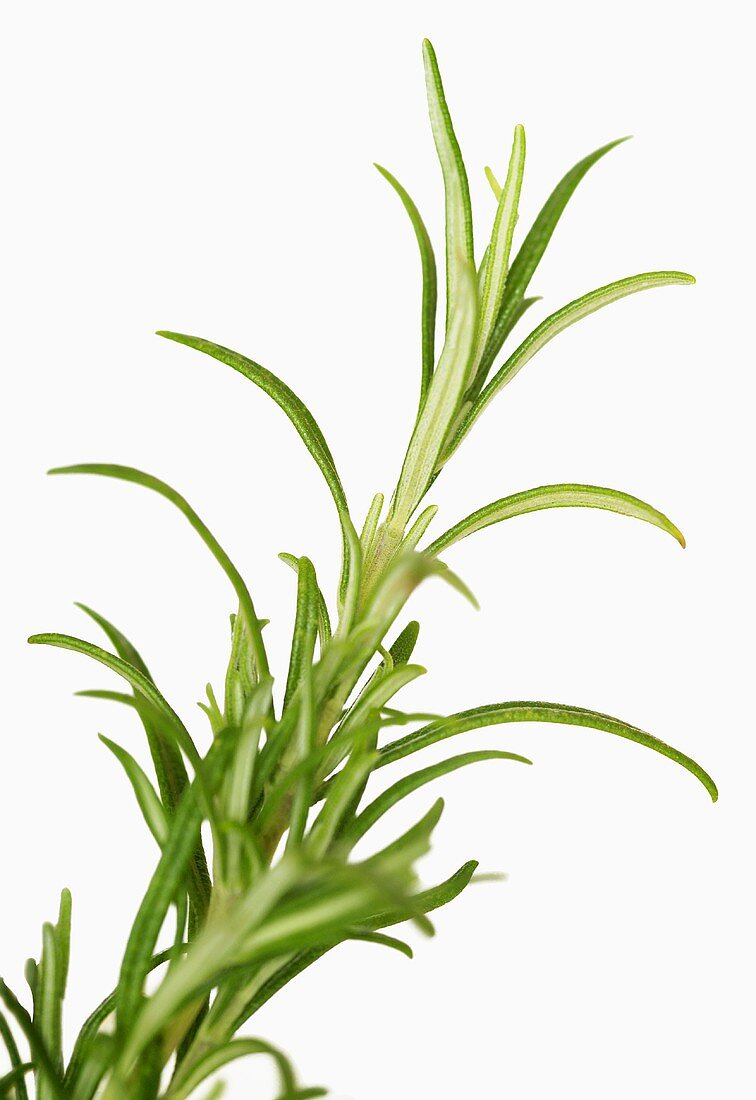 Rosemary