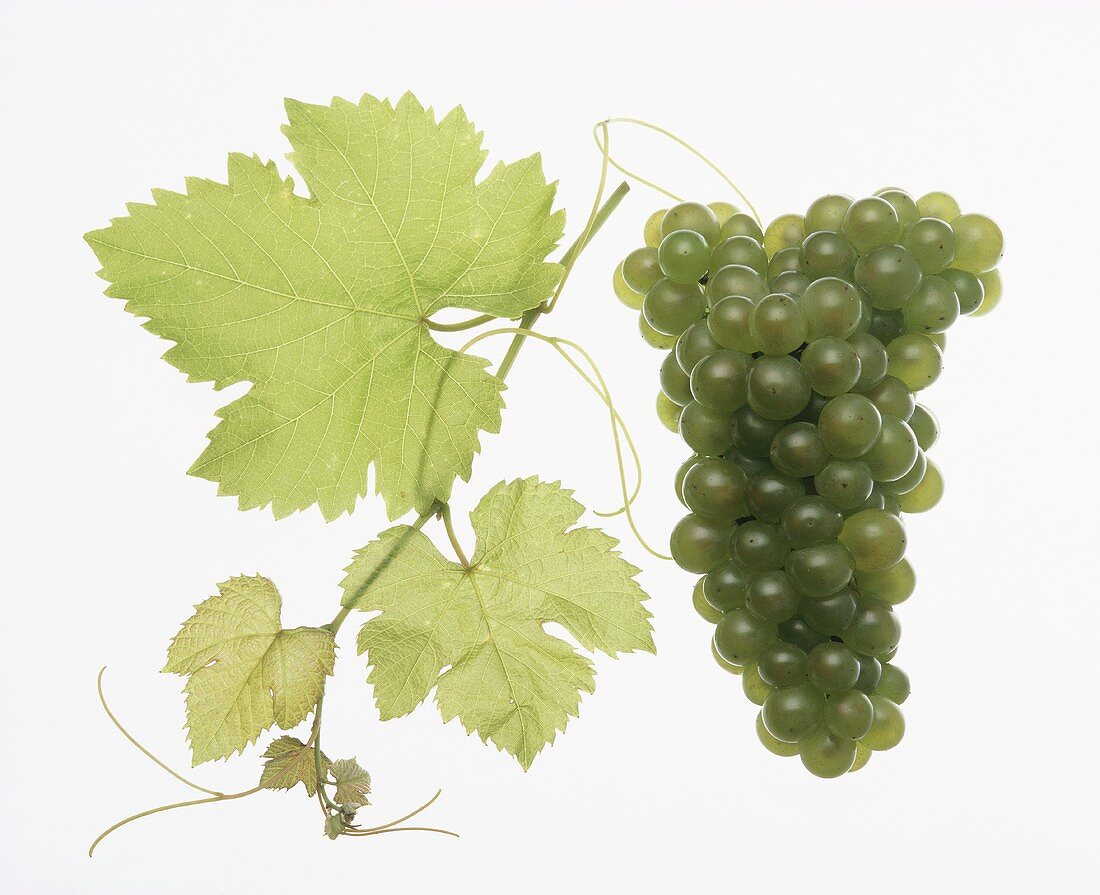 Weissburgunder grapes