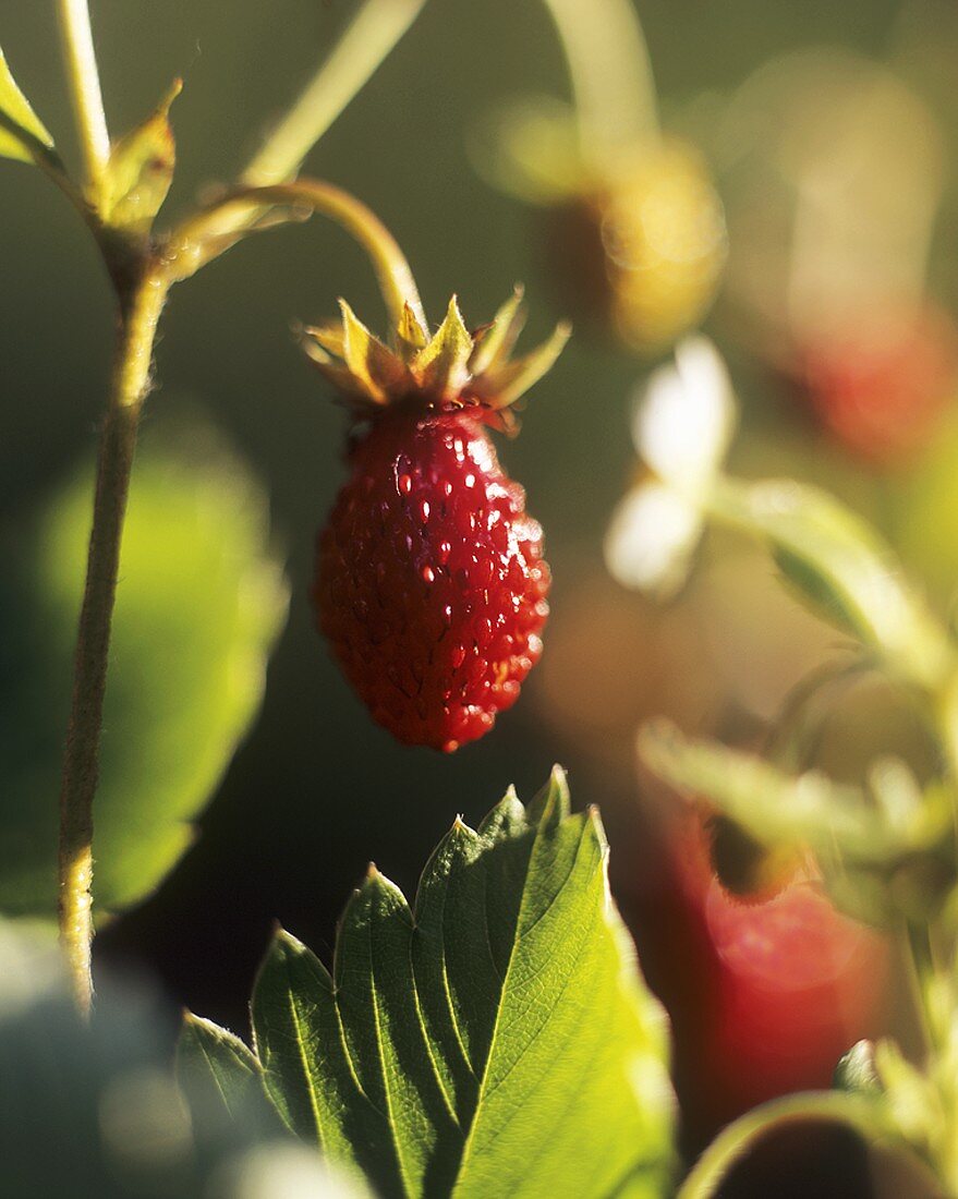 Alpine strawberry