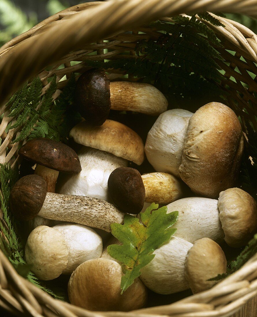 Ceps in a basket