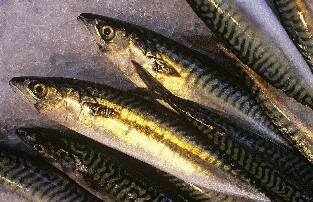 Mackerel on ice