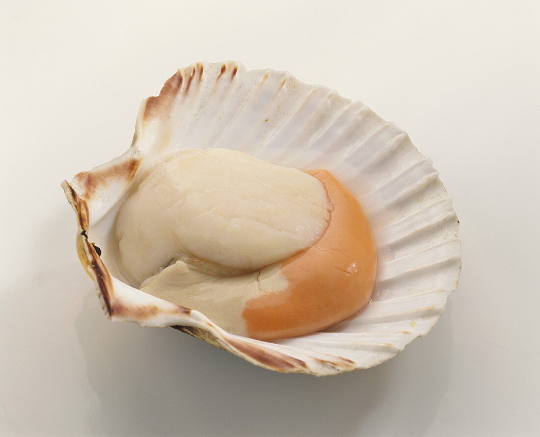 A scallop in its shell