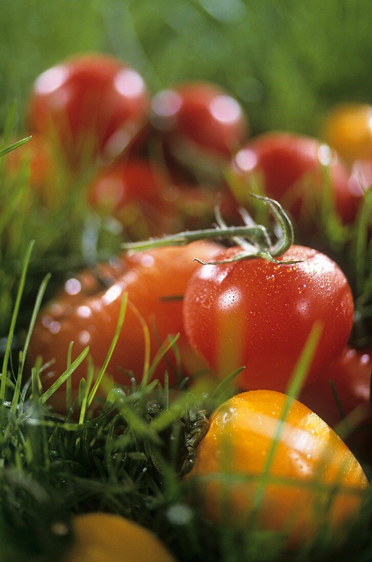 Tomatoes in grass