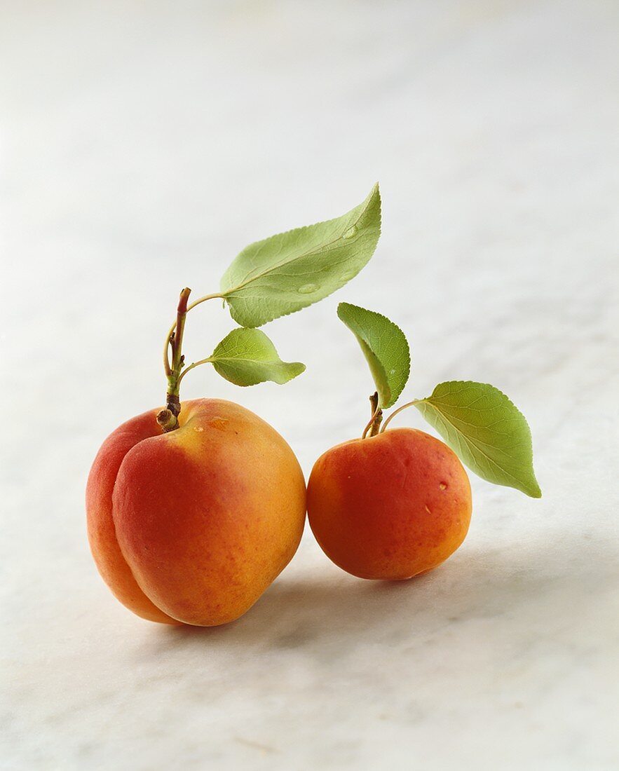 Two Wachau apricots