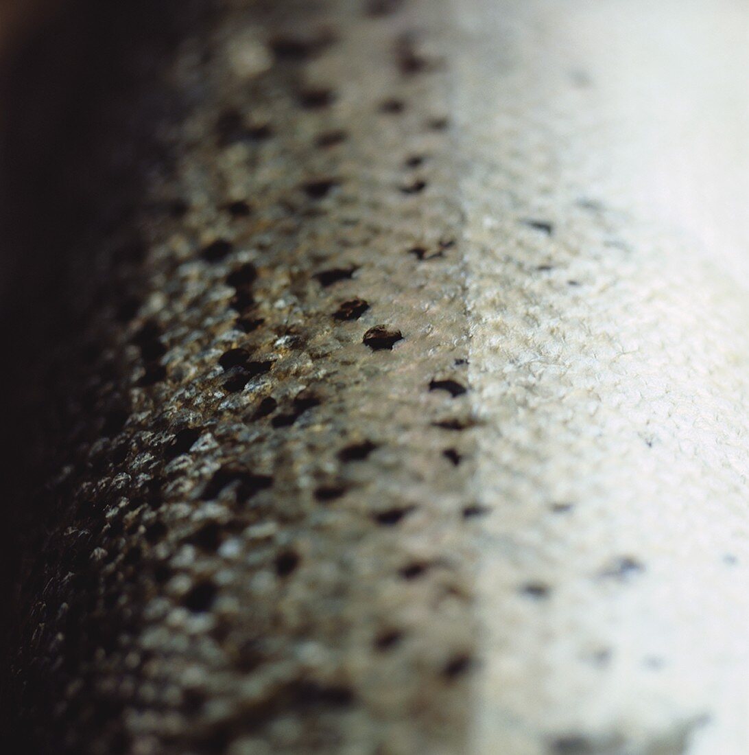 Salmon (close-up of scales)