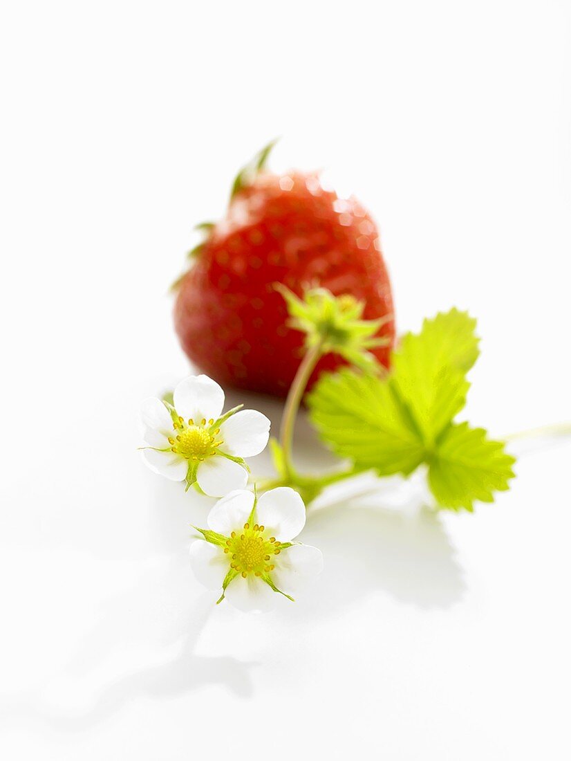 Eine Erdbeere mit Erdbeerblüte