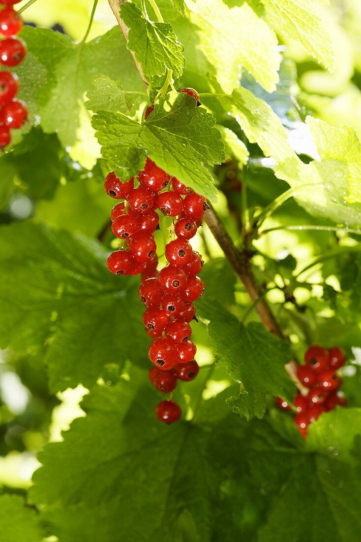 Rote Johannisbeeren an der Pflanze