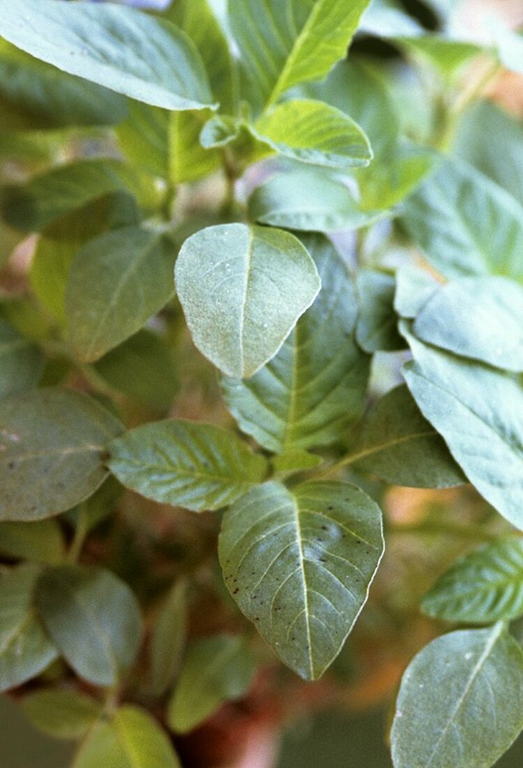 Amarantpflanze (Blätter werden wie Spinat verwendet)
