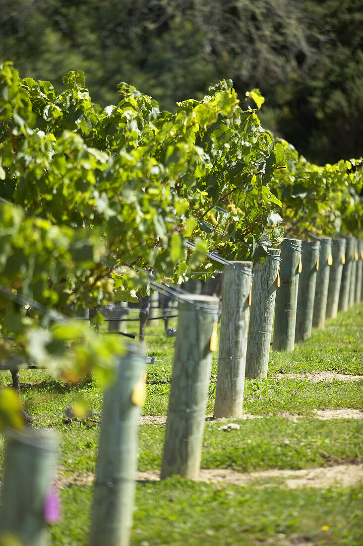 Rows of vines, New Zealand
