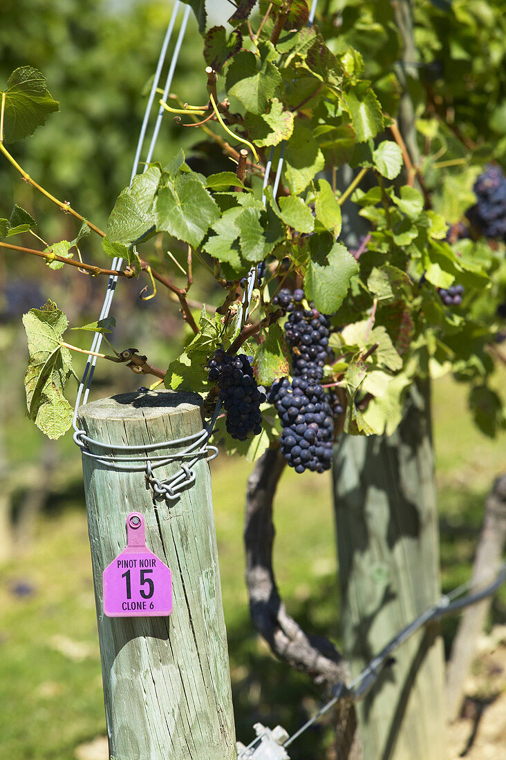 Pinot-Noir-Trauben am Rebstock, Neuseeland
