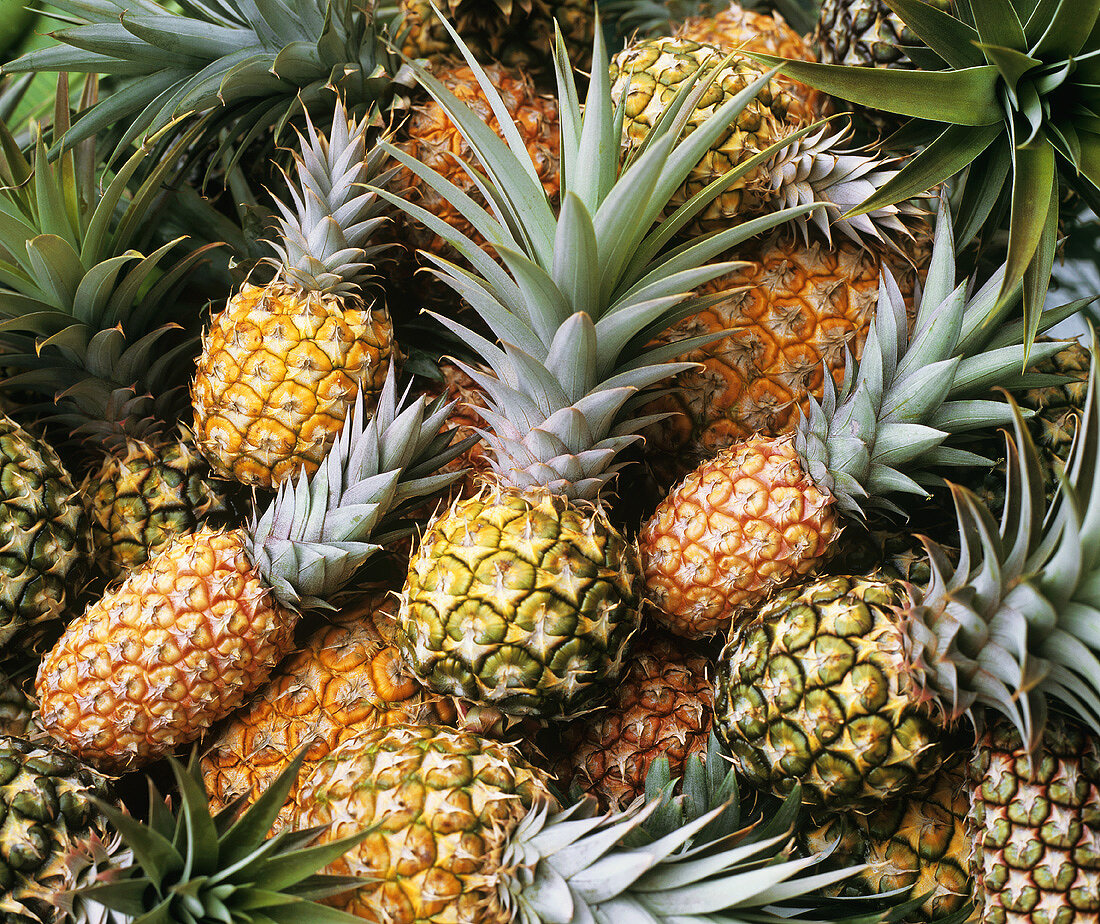 Ripe and unripe pineapples (full-frame)
