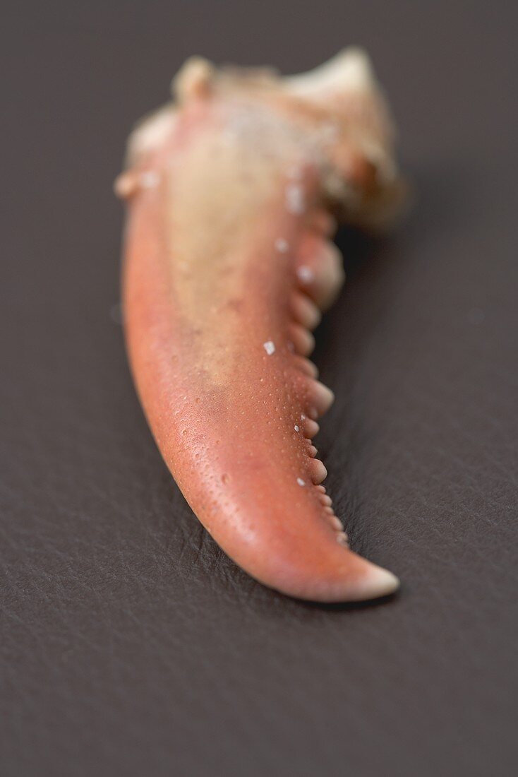 A lobster claw