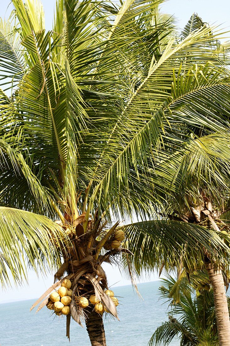 Palme mit Kokosnüssen (Thailand)