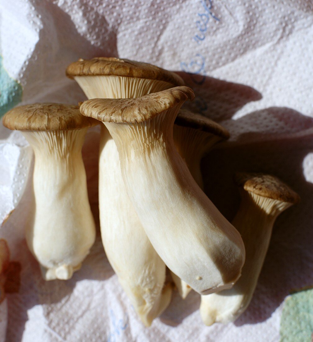 Thai oyster mushrooms
