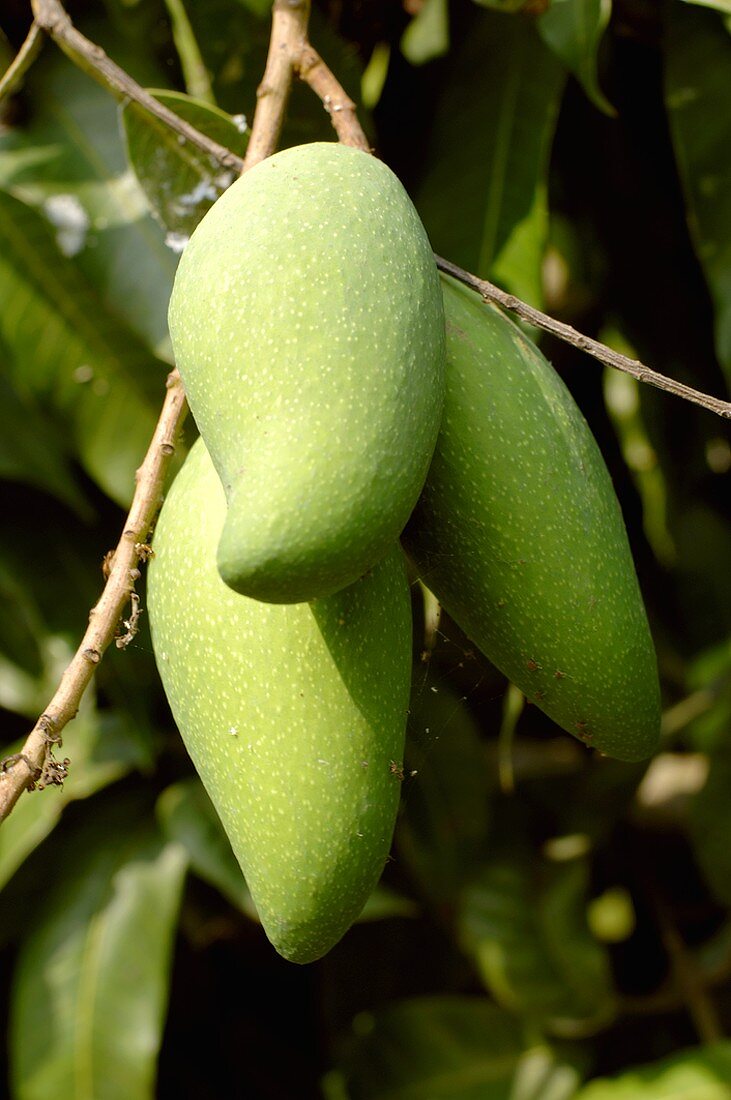 Green mangos on the tree