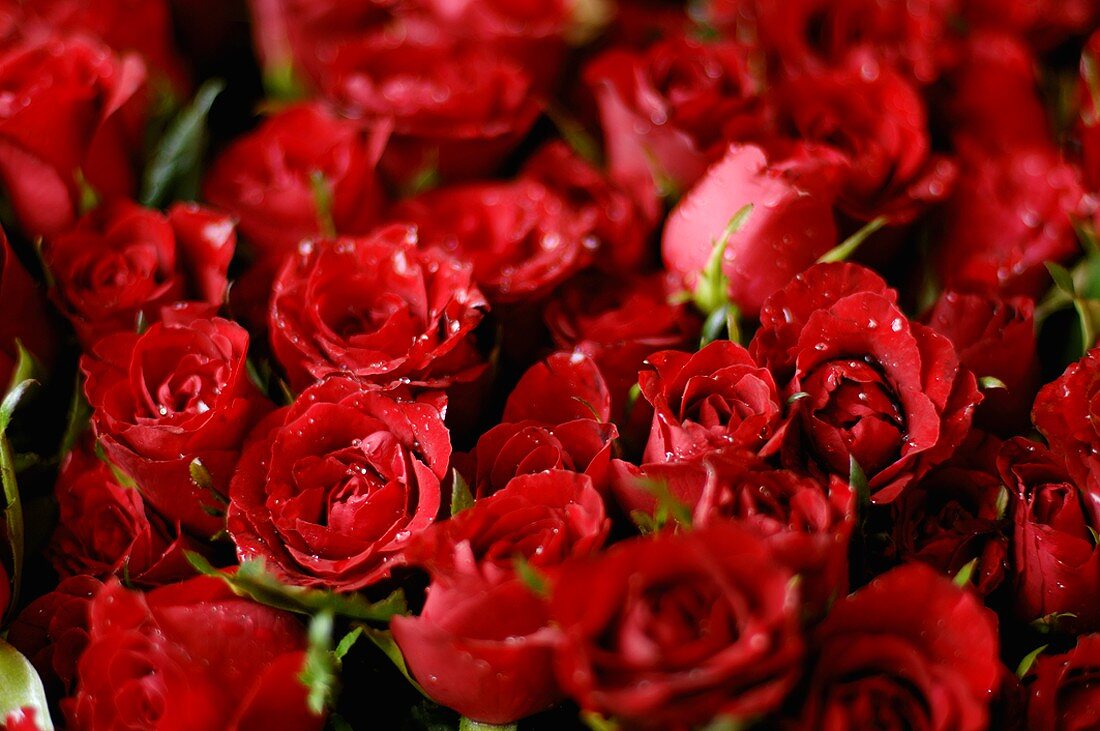 Rote Rosen (bildfüllend)