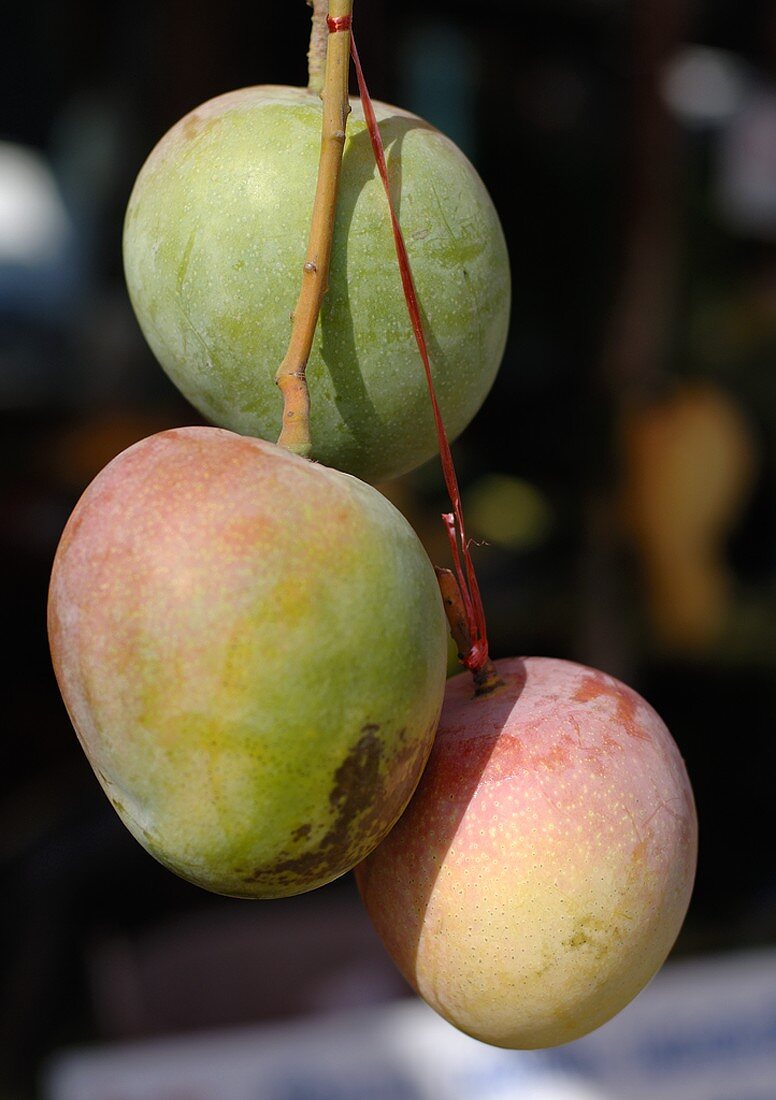 Drei Mangos