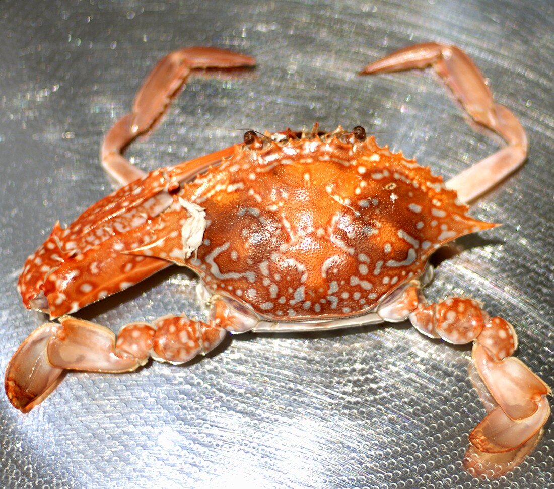 A crab (cooked)