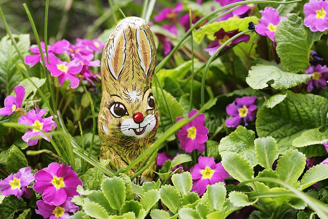 Lila Primeln mit Schokoladenosterhase