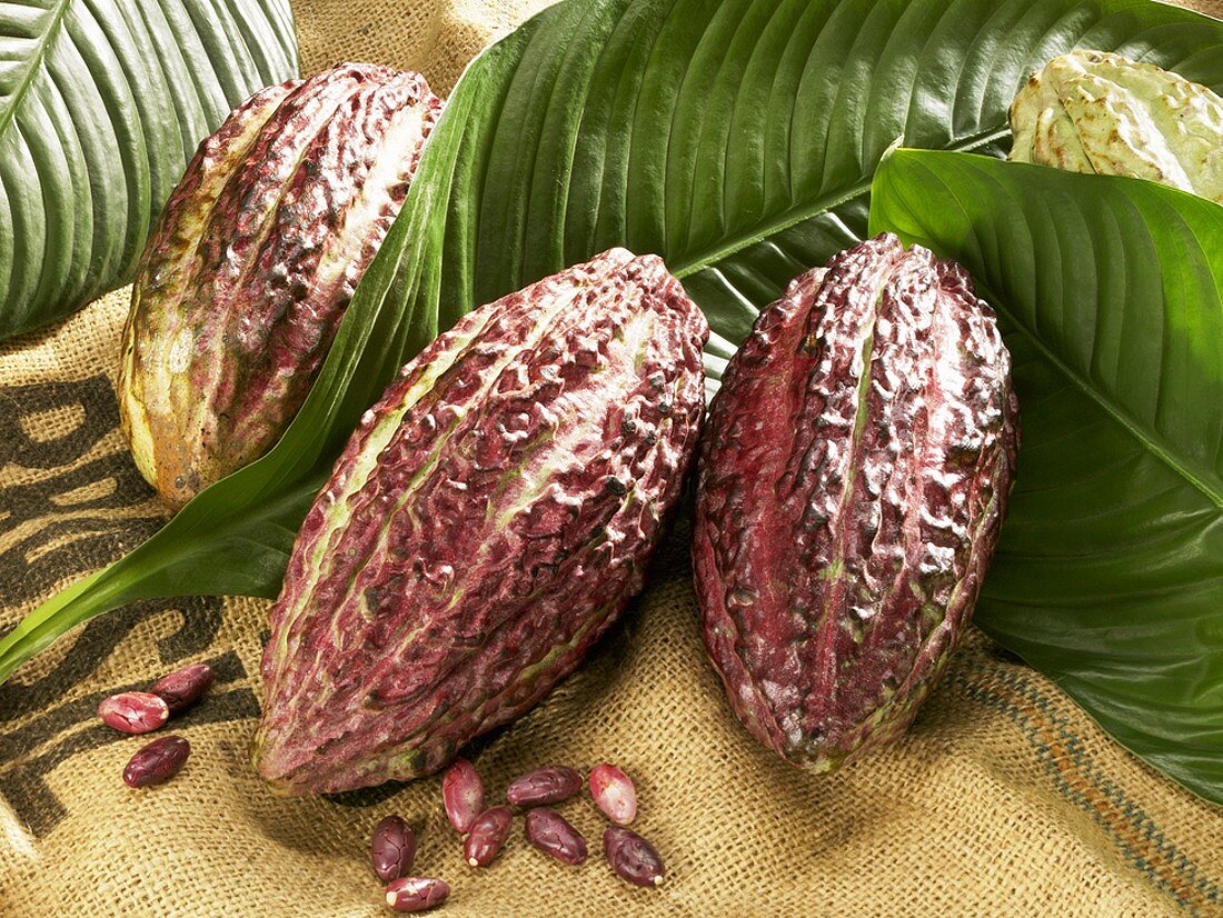 Kakaofrüchte mit Blättern