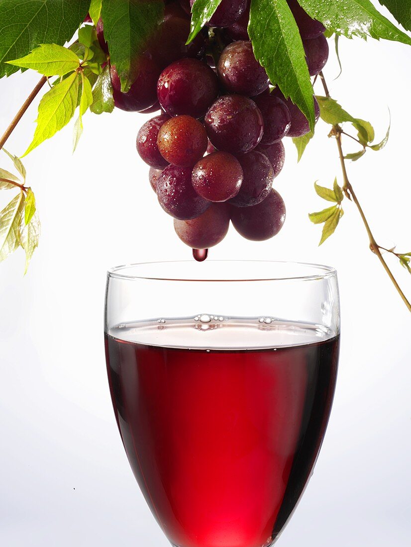 Rotwein tropft von Weintrauben in ein Weinglas