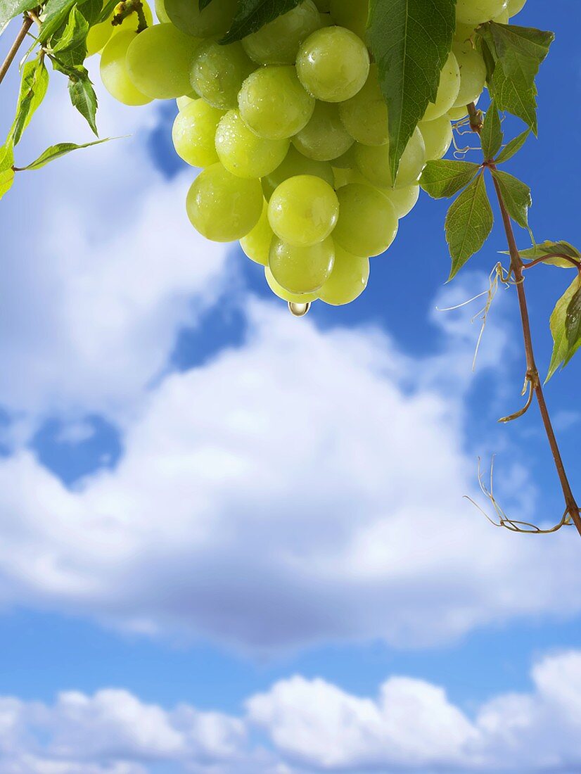 White wine dripping from grapes against blue sky