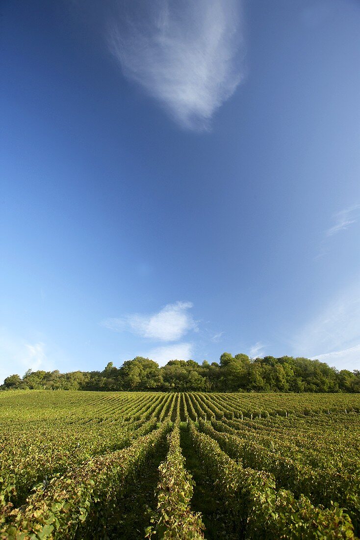 Weinreben bei Pupillin im Jura, Frankreich