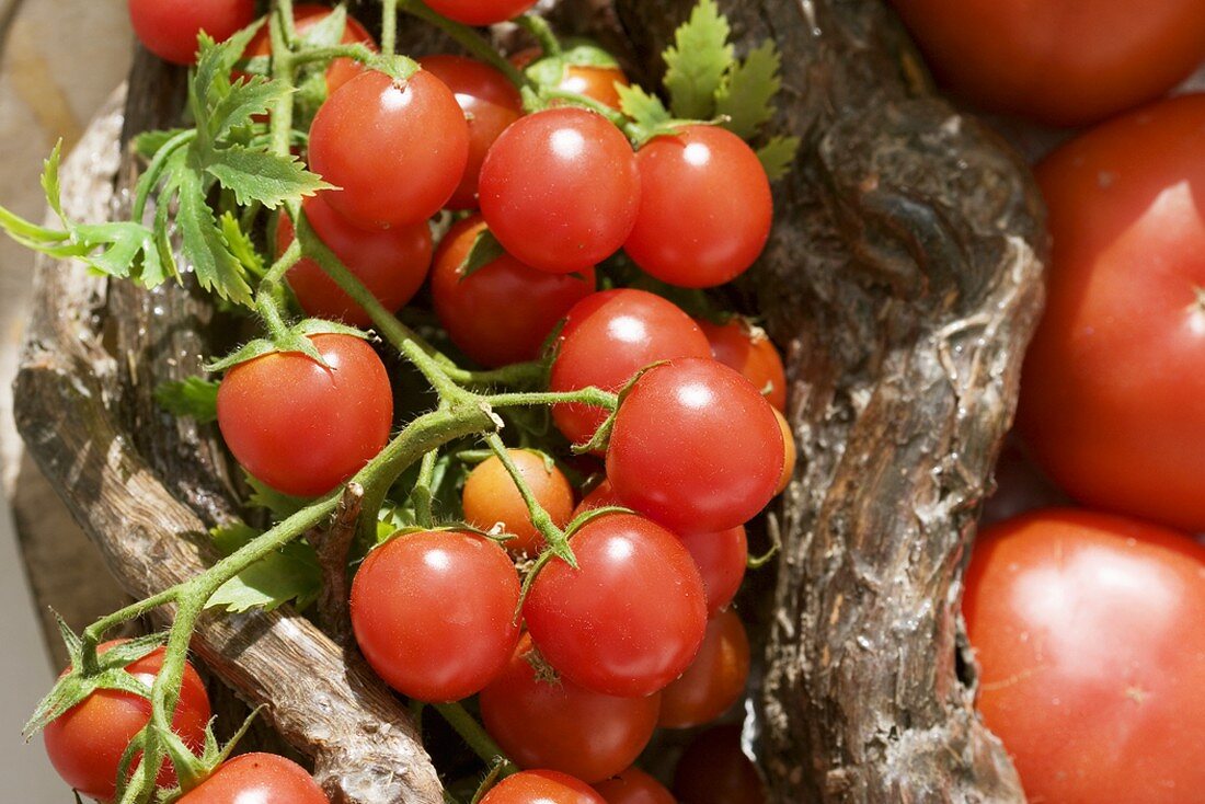 Tomatoes between varnished vine wood