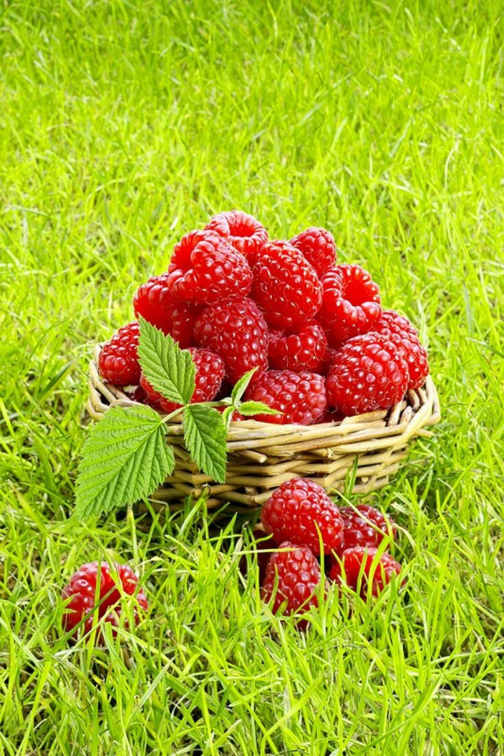 Fresh raspberries in a basket
