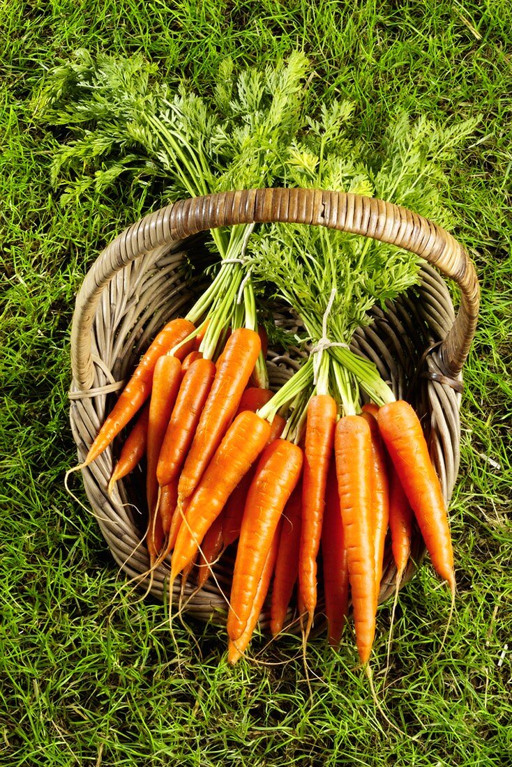 Fresh carrots in a basket