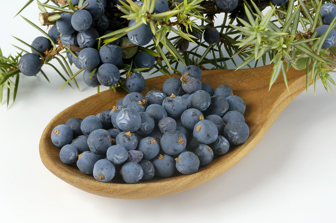 Fresh juniper berries and branches