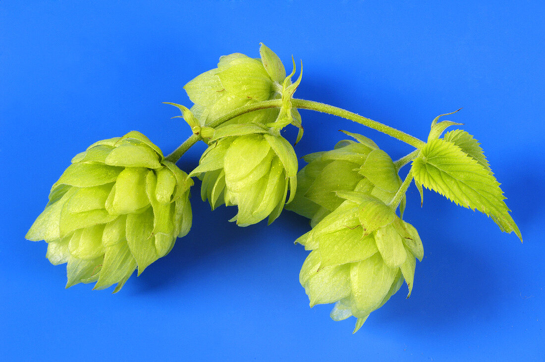 Fresh hop cones against a blue background