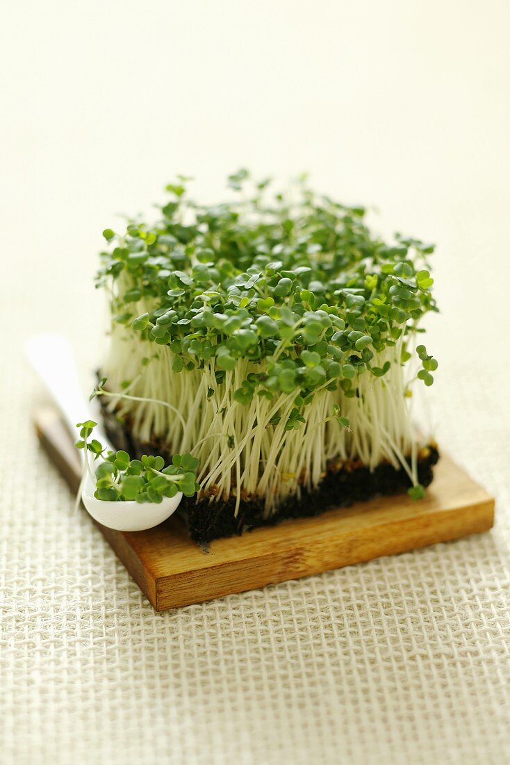 Rocket sprouts