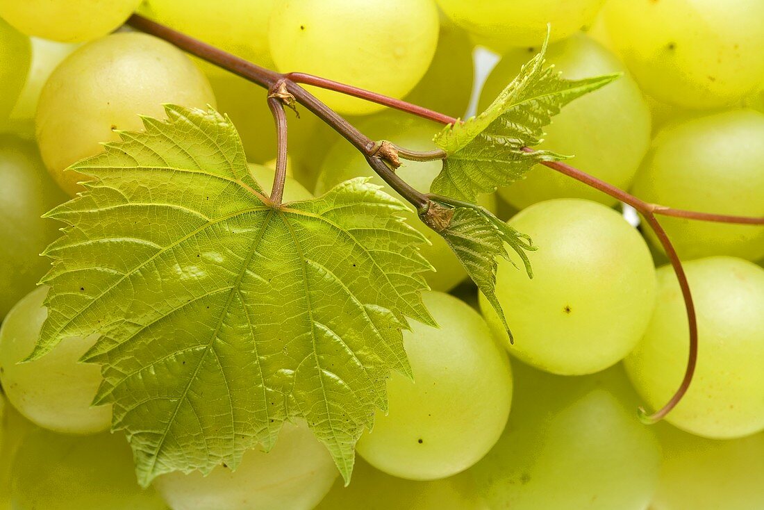 White grapes with leaves (close-up)