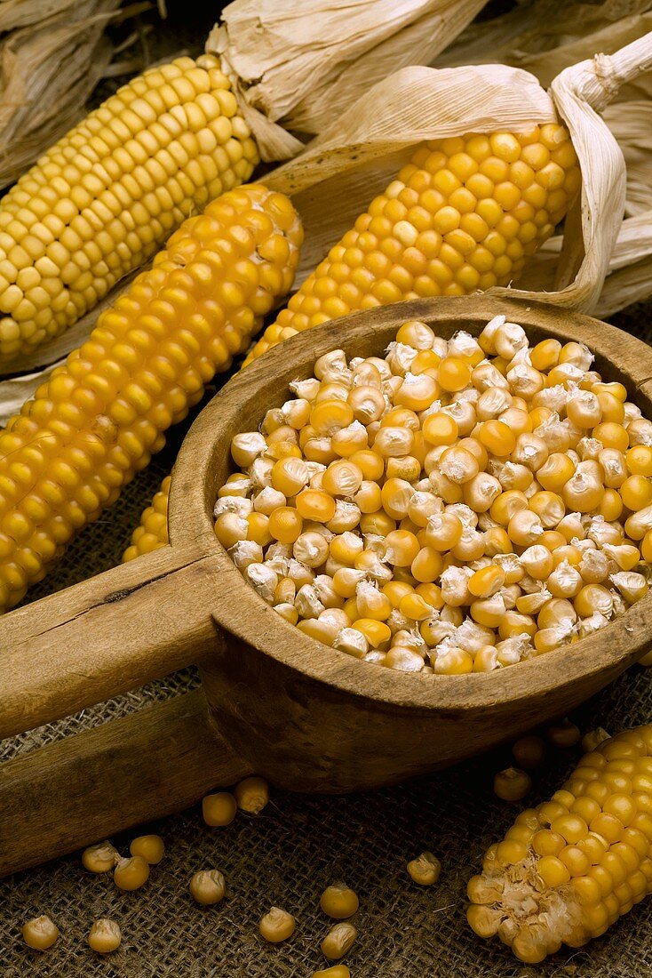 Dried corn on the cob and corn kernels