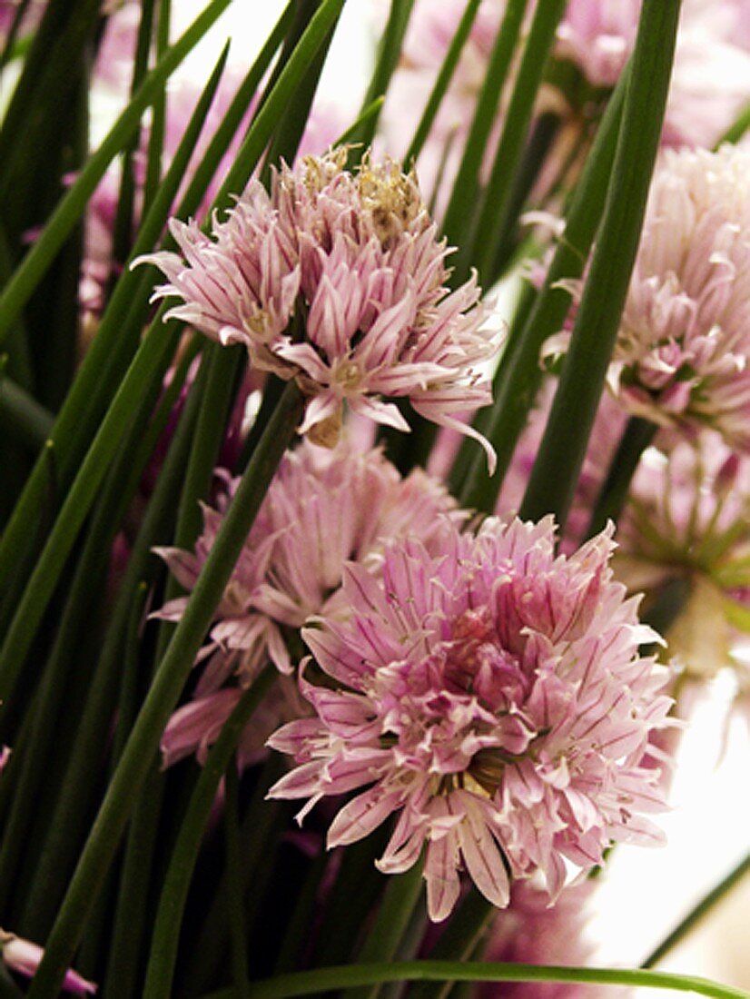 Flowering Chives