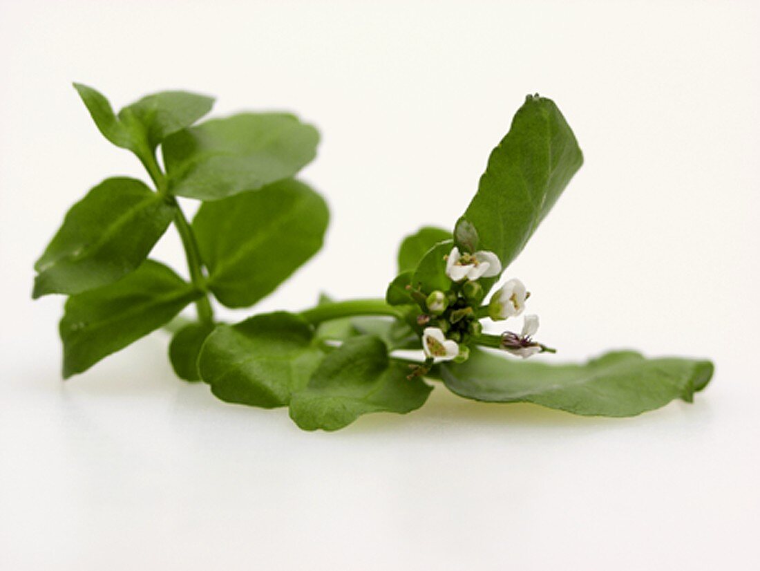 Watercress