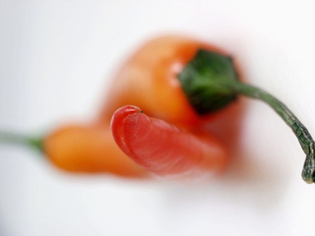 Orange Chili Pepper