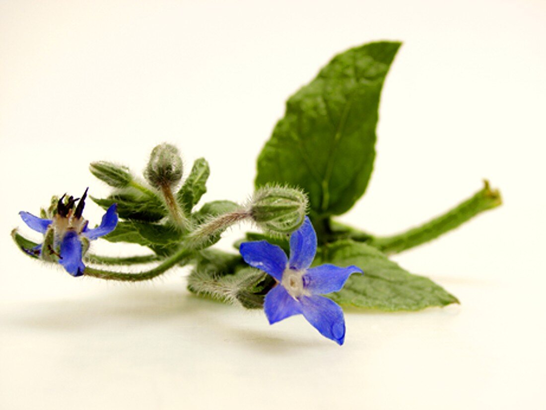 Borage