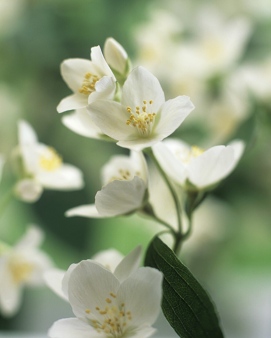 Flowering jasmine