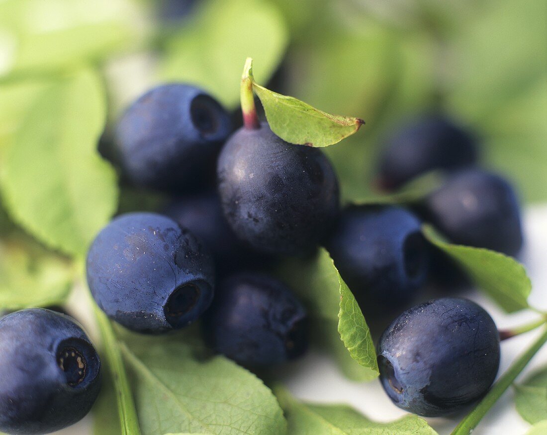 Heidelbeeren mit Blättern